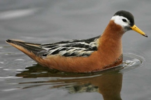 Сэлээхэй (Улаан сэлээхэй)